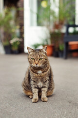 Striped cat sits on the street