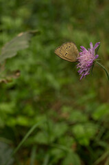 Obraz premium butterfly on a flower 