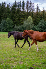 horses in their pasture eating