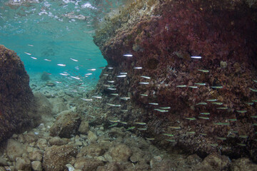 School of fish in the Adriatic sea.