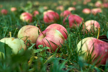 Photo of ripe apples in the green grass