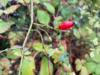 Water drops hanging from a red single rosehip