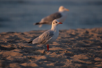 Black-headed seagul