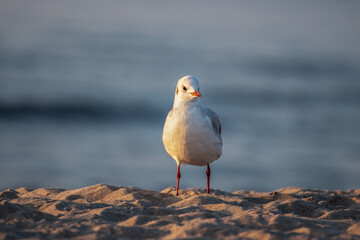 Black-headed seagul