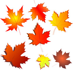 yellow and orange autumn maple leaves, isolated elements, decor