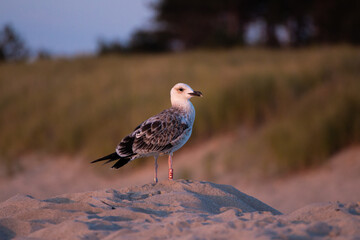 Black-headed seagul