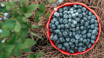 Blueberries on garden background. Rich blackberry harvest. Fresh ripe organic berries - great bilberry plant. Diet, antioxidant, healthy vegan food. Bio, organic nutrition