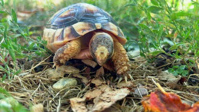 4K Close up pet small turtle eating. Small turtle in natural. Macro turtle. High quality 4k footage
