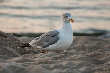 seagul