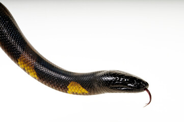 Bismarck ringed python // Bismarck-Ringpython (Bothrochilus boa)