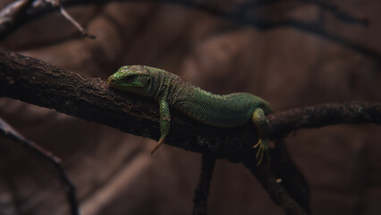 lizard on a branch