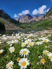 Flowers before a view of Maroon Bells, Aspen, Colorado