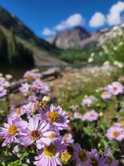 Flowers before a view of Maroon Bells, Aspen, Colorado