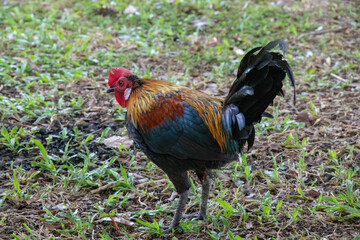 Rooster/Jungle Fowl