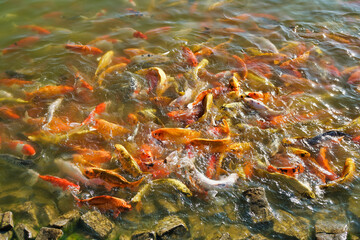 Close-up to Koi fishes in the lake at Hinoki land in Chiang Mai, Thailand.