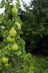 Pears on a branch. Pears on a branch in the garden.