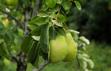 Pears on a branch. Pears on a branch in the garden.