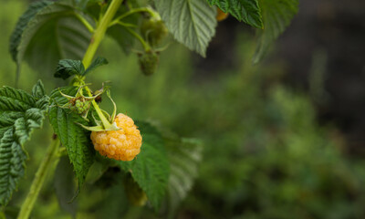 Yellow raspberry on a branch. Raspberries in the garden.