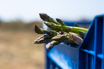 Asparagus harvest in the field