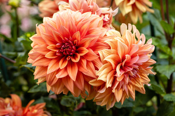 Dahlia Color Spectacle, Dahlia of multiple colors grown in a garden