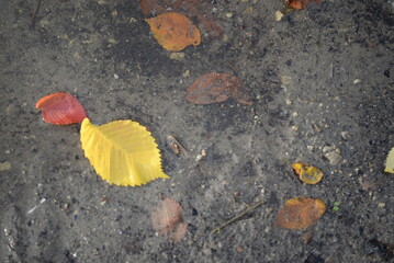 yellow ash leaves floating in a puddle background, autumn still life in the park, gray concrete slab, background, texture wet after rain, postcard, gradient, red holly tree leaves