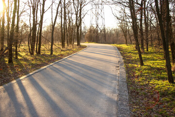Fototapeta premium road in the forest