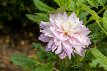 Fototapeta premium Dahlia of multiple colors grown in a garden
