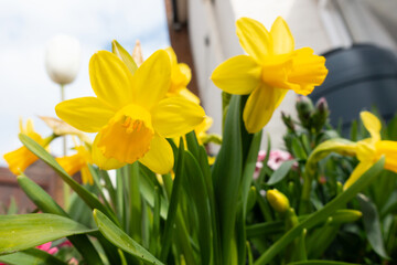 Fototapete bei efototapeten.de bestellen   
