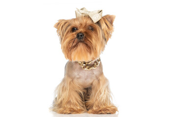 adorable yorkshire terrier puppy looking away while wearing bow and collar