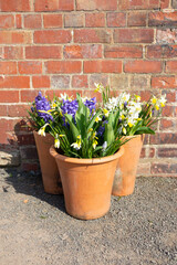 Clay pots full of beautiful floral and scented  Spring flowers placed against old brick wall to catch the spring sunshine.