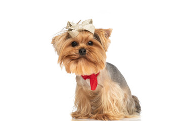 beautiful yorkshire terrier dog with bow wearing red bandana