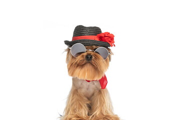 lovely little yorkshire terrier puppy with hat, sunglasses and bandana