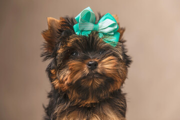 Naklejka premium elegant little baby yorkshire terrier puppy with bow on head looking up