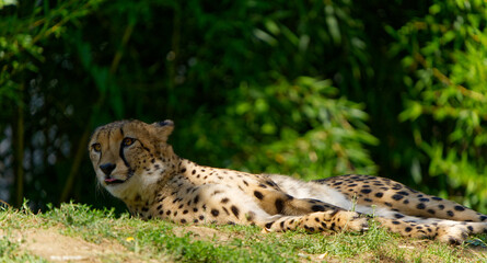Acinonyx Close up with selective focus and selective blur