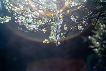 Plum Blossom in spirng