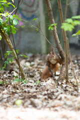 Squirrel in a park close-up