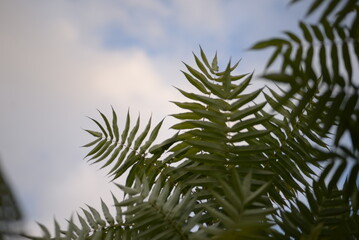 Green holly branches of sumac virginiana, green branches close-up of Acetic tree against the blue...