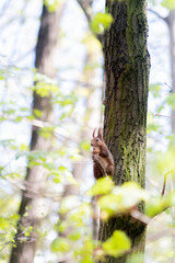 Squirrel in a park close-up