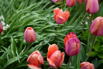 red tulips in the garden
