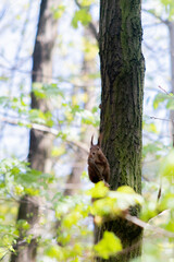 Squirrel in a park close-up