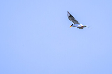 A River tern search for food