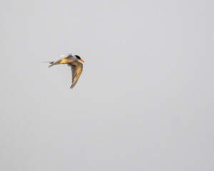 A river tern roving over a lake