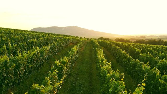 Aerial Drone Shot of Sunny Wineyard at Sunrise.