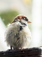 Common sparrow