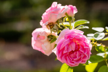 Rose Ferdinand Meyer, rose grown in a garden still in bloom in the month of September