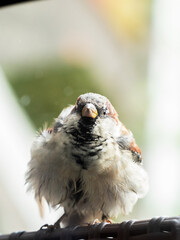 Common sparrow
