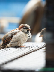 Common sparrow
