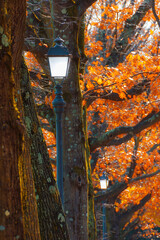 Autumn and foliage in the park. Vintage street lamp among oak autumnal leaves