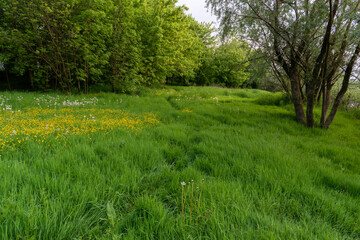 Footpath through grassy field near forest, calm scene