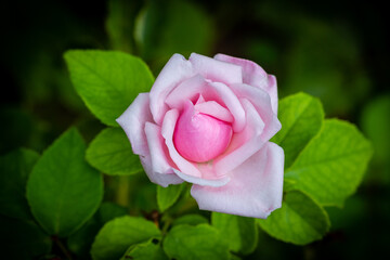 Rose Imperatrice Eugenie, rose grown in a garden still in bloom in the month of September